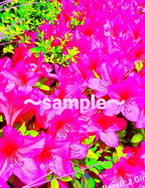 画像1: パッションフラワー3. ギャラリーブランジュール銀座オリジナル／PassionFlower 3. (1)