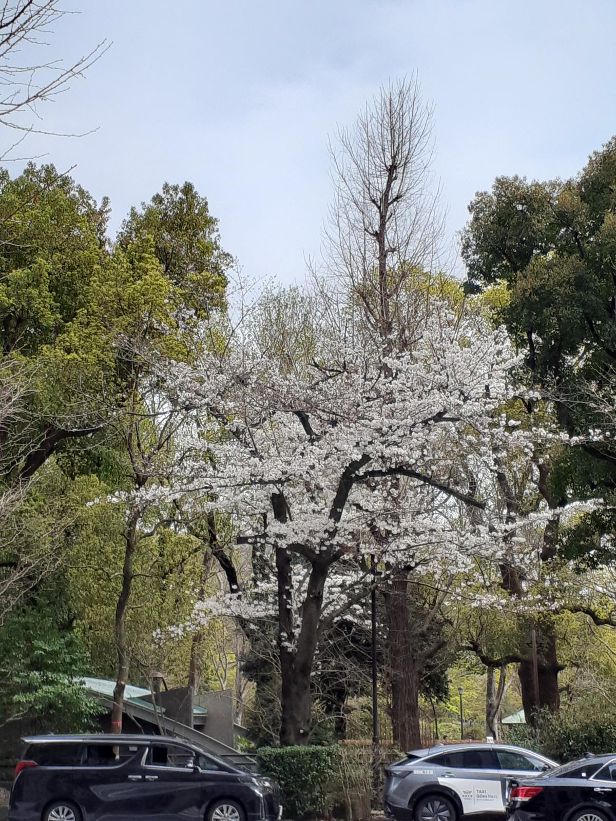 日比谷の 桜 ✨